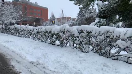 Árboles caídos en la Avenida del Ejército de Guadalajara