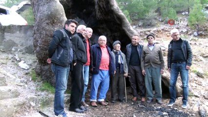 Üzerine Yıldırım Düşen, İçinde Ateş Yakılan 7 Asırlık Ağaç Zamana Direniyor