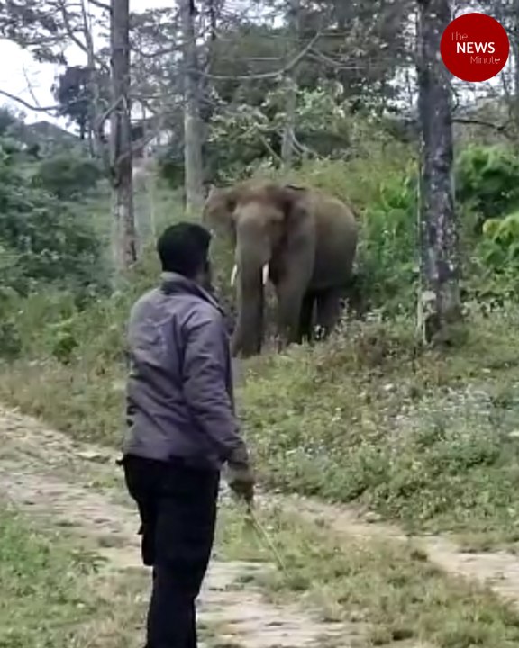 Ranger in TN tells two elephants to return to forest, and they actually listened