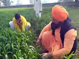 महाकालेश्वर मंदिर की गौशाला के लिए किसान संत ने 14 बीघा  खेत में लगी गेंहु की खड़ी फ़सल दान की