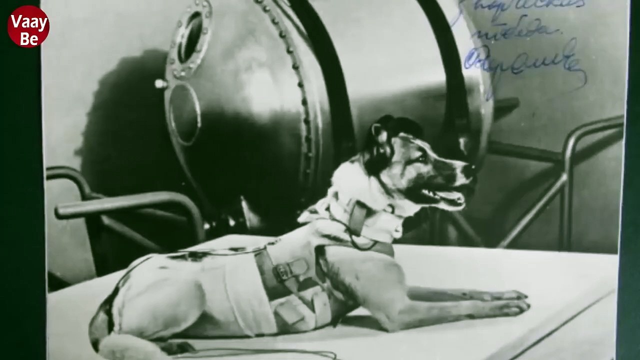 Моя собака космонавт 2025. Моя собака космонавт 2025. Собака лайка 1957. Моя собака космонавт 2025. Моя собака космонавт 2025.