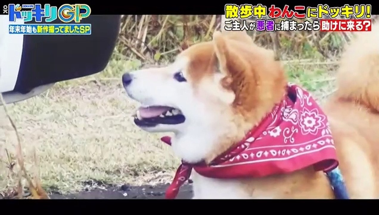 Youtube バラエティ - Youtubeバラエティ無料 - 芸能人が本気で考えた！ドッキリGP  動画 9tsu   2021年1月9日