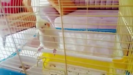 Female cockatiel sound