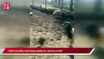 CHP'li Tanal: Bakanlığın hayvan nezarethanesinde hayvanlar telef oluyor