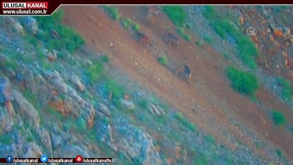 Kayseri Aladağlar'da yaban keçisi sayısı 1783'e ulaştı