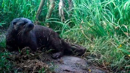 Avistamiento de nutria de río en la Ciénaga Grande de Santa Marta