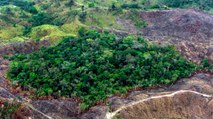 El plan de Colombia para eliminar la deforestación en 2030 y proteger los bosques