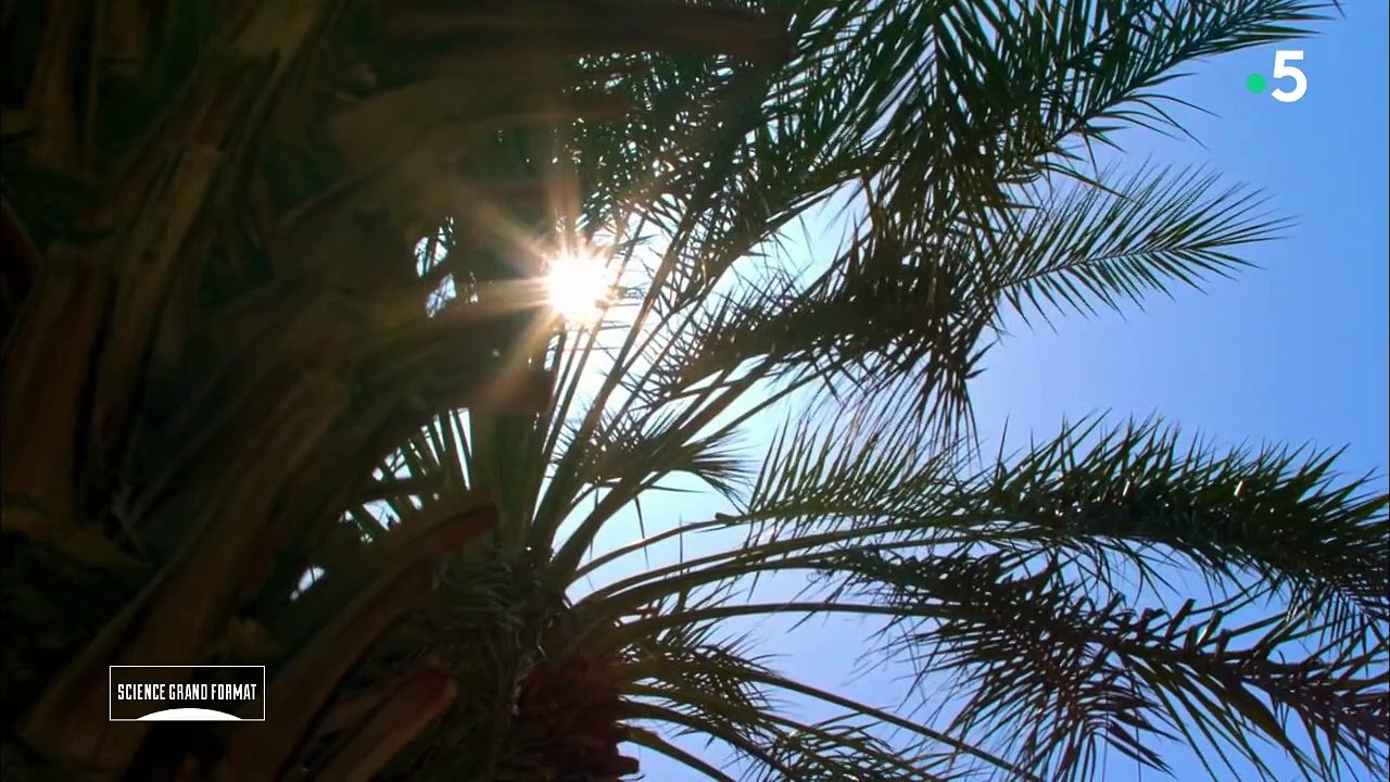 Science grand format - Pétra, au royaume des femmes
