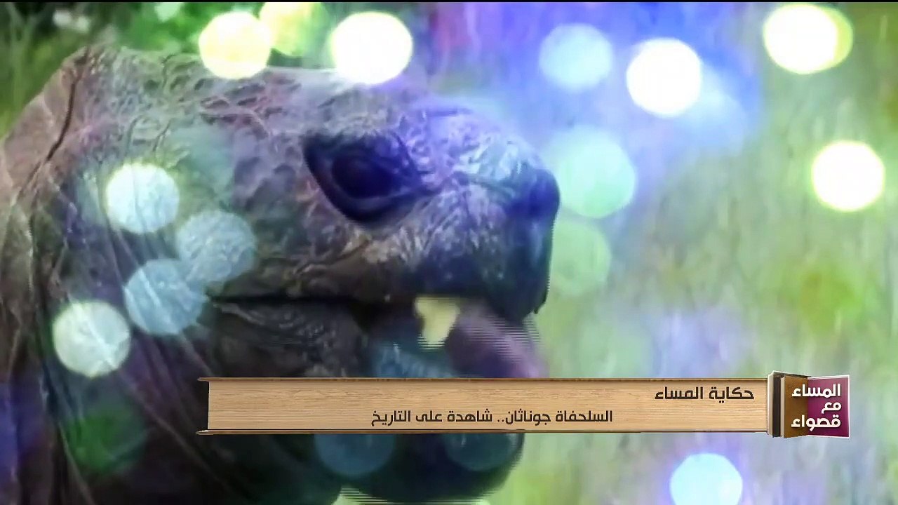 المساء مع قصواء | السلحفاة جوناثان.. شاهد على التاريخ