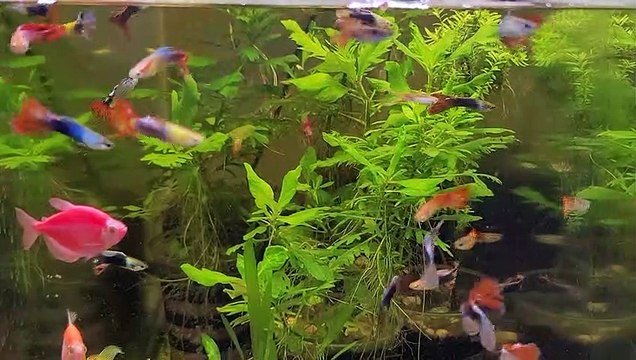 Glow Tetras 29g pt 2