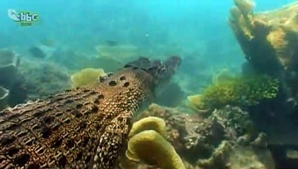 Deadly 60 S03E23 Deadly Neighbours