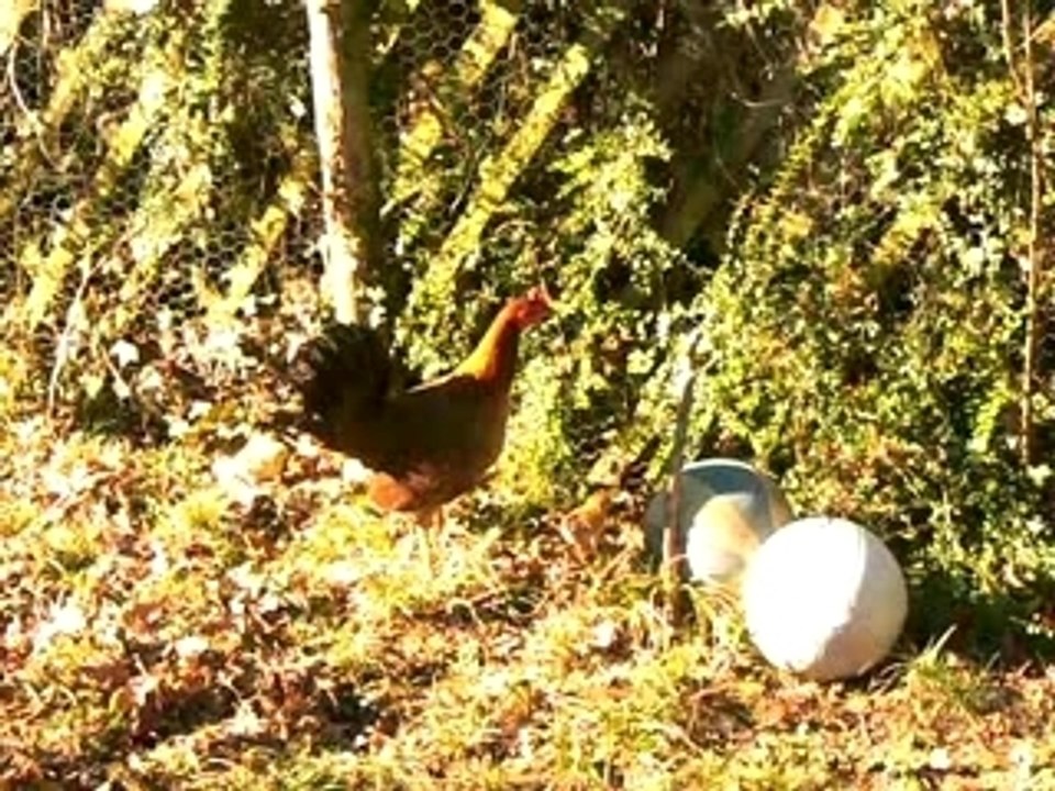 poule faisanne et ses 8 poussins