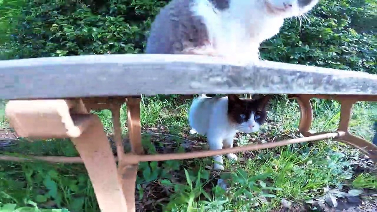 I took photos of stray cats living in Japan.67