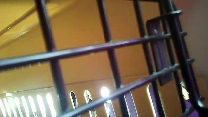 Job's Vet visit 12 21 2020 l Food and Health l Cats and animals l Powerdirector