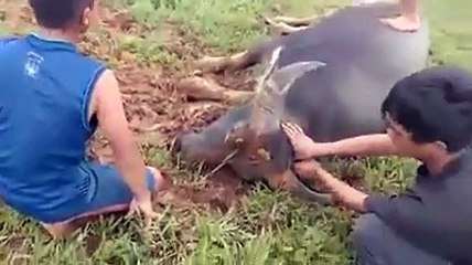 Aksi Adu Kerbau Toraja Berakhir SaLah satu kerbau mati