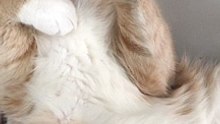 Cute cat