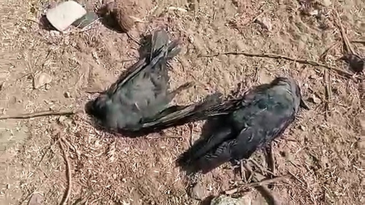 Video: दुर्लभ प्रजाति का सारस मृत और गिद्ध घायल...