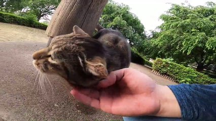 I took photos of stray cats living in Japan.69