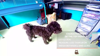 TOY POODLE - Characteristics, Character and Care