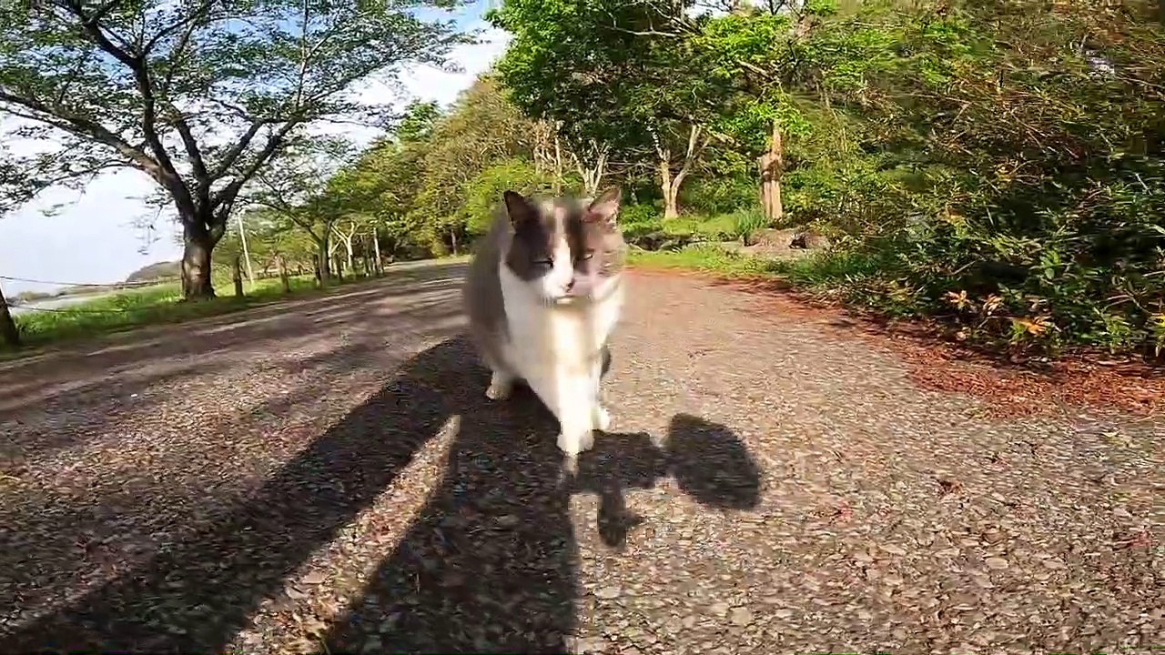 I took a video of a stray cat living in Japan.70