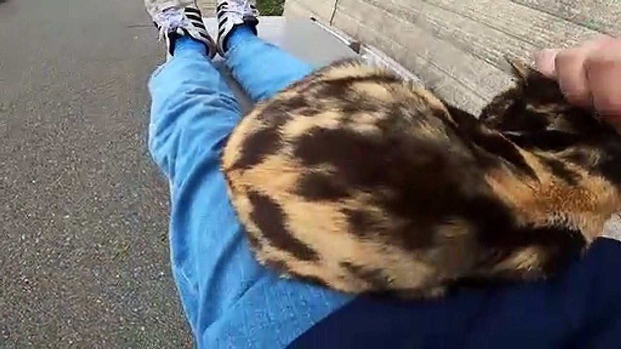 I took a video of a stray cat living in Japan.71