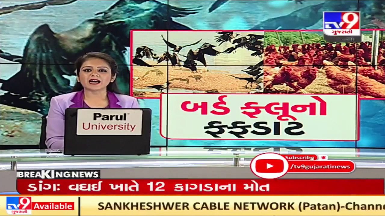 12 crows found dead in Dang, samples sent to Bhopal for testing _ Tv9News _