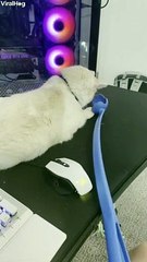 Tentative Kitty Unsure of Throwing Wand