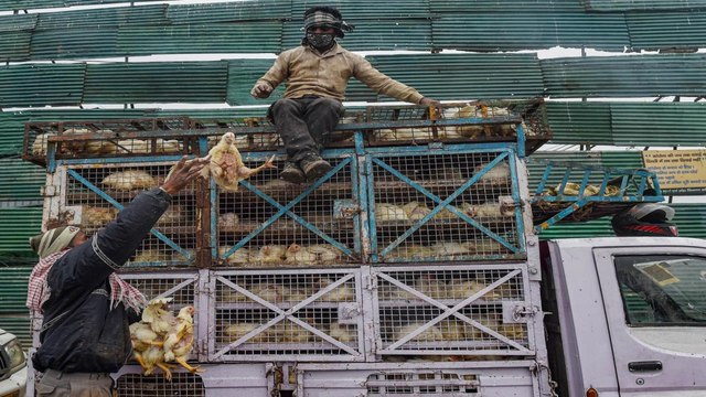 Birds' section of Lucknow zoo closed due to bird flu alert