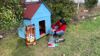 THY’de görevli kabin memurundan sokak hayvanlarına yardım