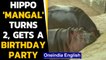 Gujarat: Hippopotamus named 'Mangal celebrates 2nd birthday at the Zoo: Watch| Oneindia News