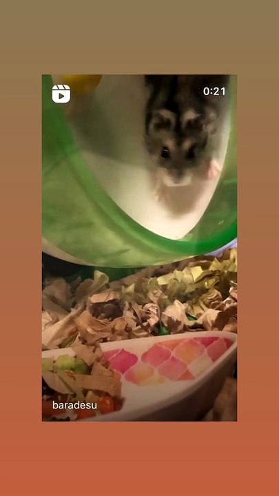 hamster
