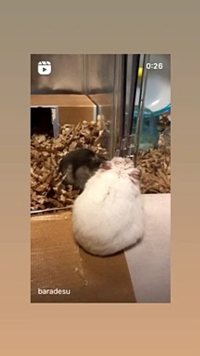 hamster