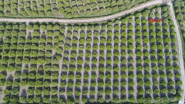 Portakalı dolu vurdu fiyatı 3'e katlandı