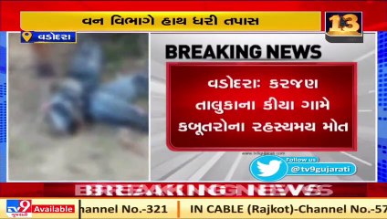 Vadodara _  Locals fear Bird Flu over suspicious death of Pigeons in Karjan