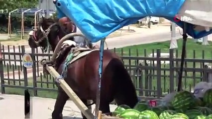 Yeğenini at arabasından attı, kendisi yere düşüp sürüklendi! Adana'da polisi alarma geçiren firari at dehşet saçtı