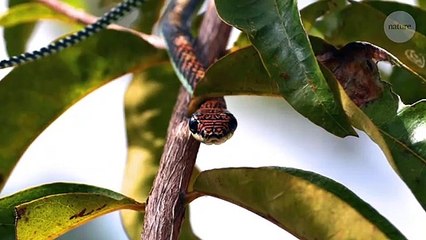 Bomba araştırma sırrı ortaya çıkardı! Uçan yılanlar neyin habercisi?