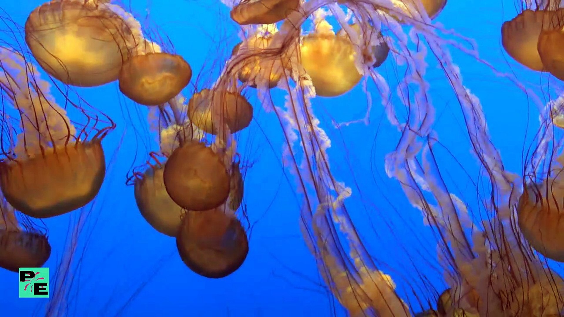 Jellyfish Relax Calm Peace Positive Energy