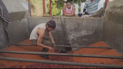 Colombia coffee farms face worst worker shortage in years