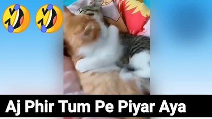 Most Funny Video - Cats romantic video