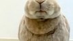 Cute rabbit eating - cuteness overloaded - viral Videos