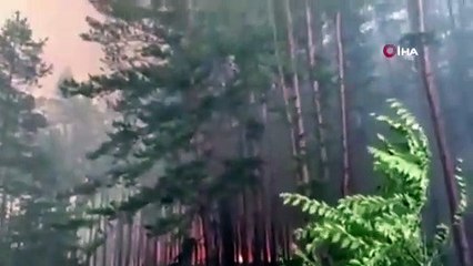 Ukrayna'daki orman yangınında bilanço artıyor