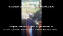 Denuncian que flota china de pesca realiza matanza de especies protegidas