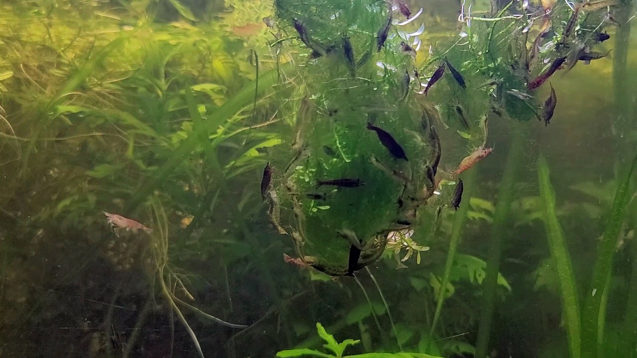 Shrimp on Algae
