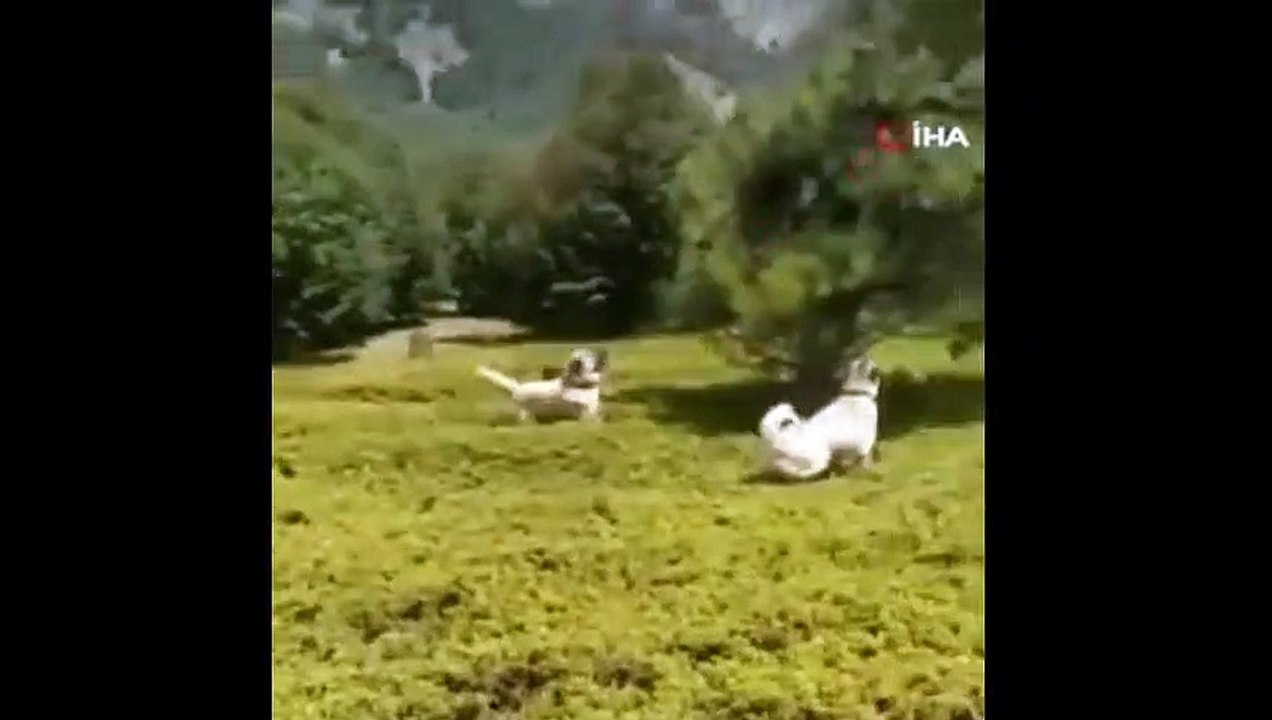Çoban köpeklerinin kovaladığı ayılar ağaca tırmandı