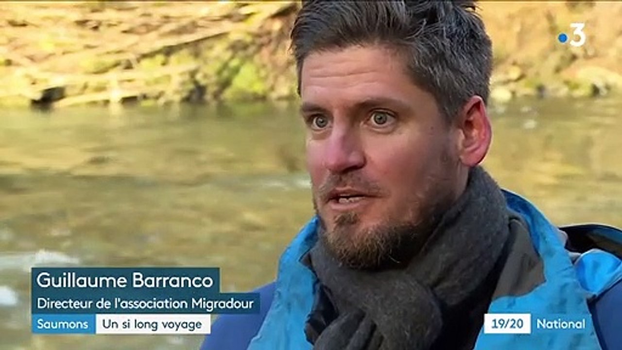 Environnement : les saumons migrateurs de retour dans les Pyrénées-Atlantiques