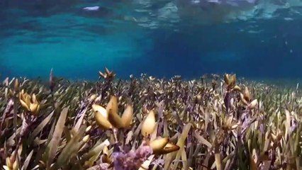 Adelaide sea grass meadows lose breeding grounds for marine life