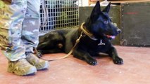 U.S Air Force • Military Working Dogs • Aviano Air Base • USA Jan 2021