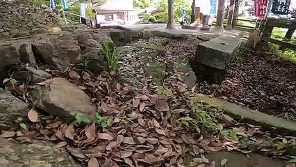 I took a video of a stray cat living in Japan.74