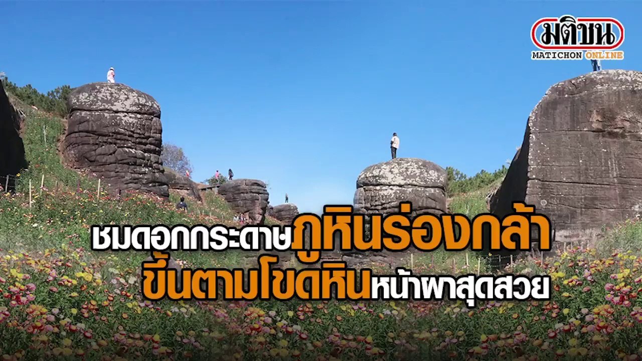ชมดอกกระดาษภูหินร่องกล้า ขึ้นตามโขดหิน หน้าผาสุดสวย