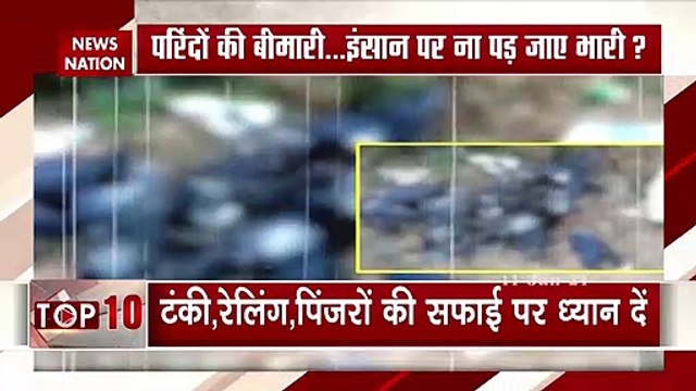 Bird flu havoc: Is Bird Flu dangerous than Corona Virus?